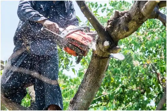 tree services Valley Springs